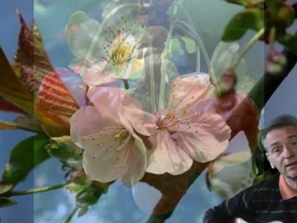 cerise sous la pluie