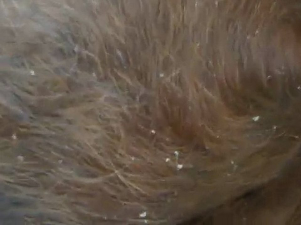 Ténor perd des poils