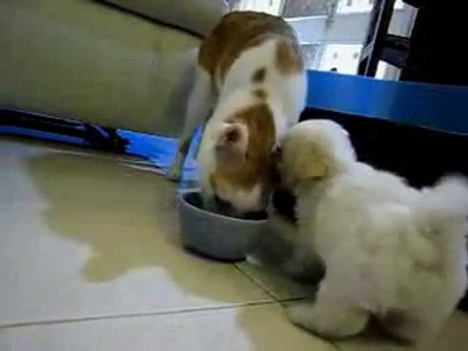 Puppy vs eating cat