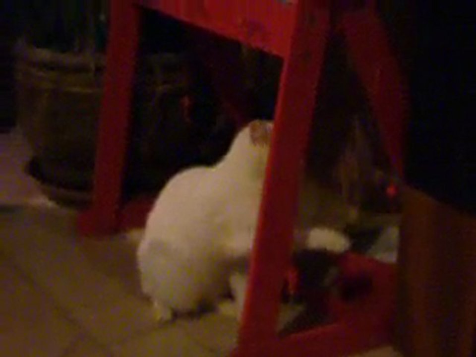 Tipex en train de jouer..