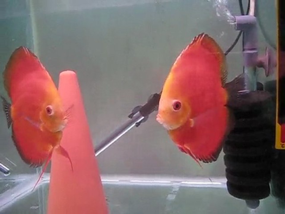 RED MELON