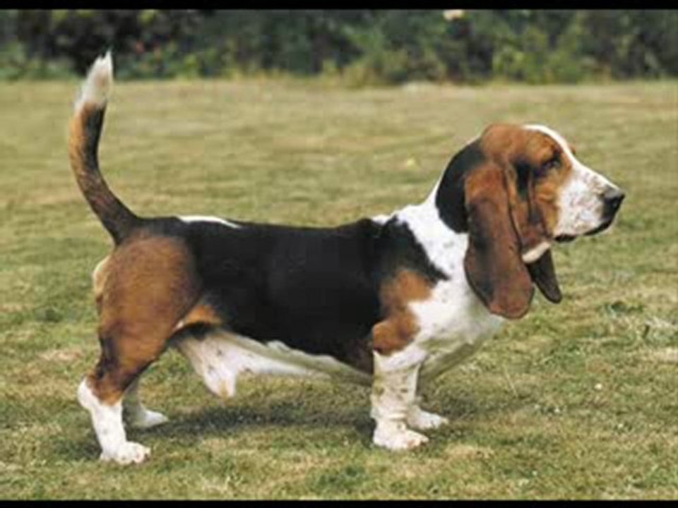 Razas_de_perros-1