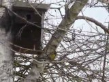 Sur la branche  la Mésange charbonnière  bercée par le vent. (Parus major)