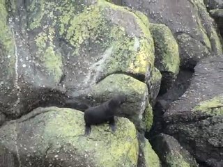 otaries tauranga bay