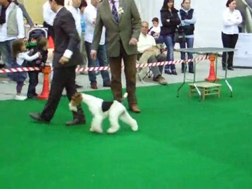 The Malta Ladies Kennel Association, Mar 2010, BEST IN SHOW