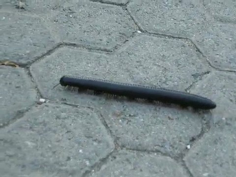 Le mille-pattes court-il ?