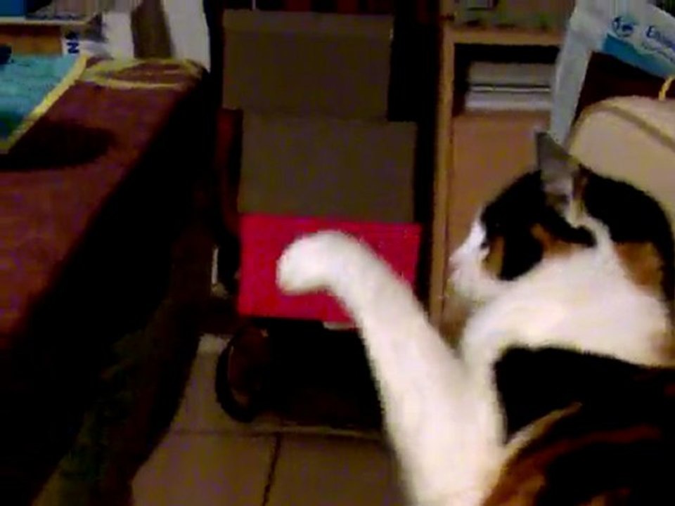 louna qui a peur de l aspirateur de table,combat de boxe mdr