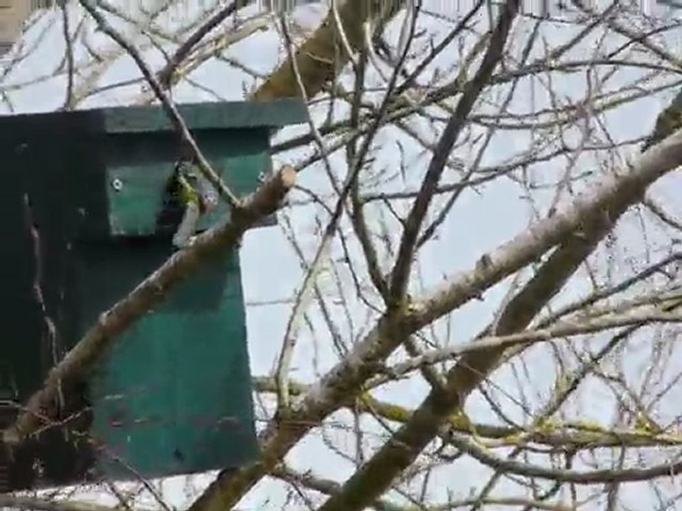 Mésange bleue qui entre dans le nichoir... (Cyanistes caeruleus)