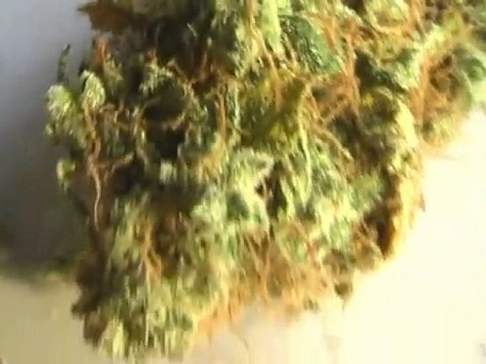 UG 45 Feature Bud