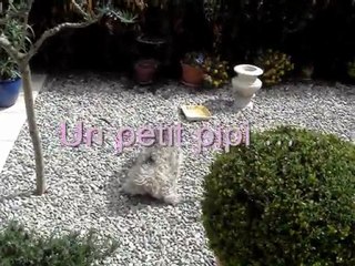 Violette Pedigree Hihihi