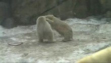 Белые медвежата. White Bears