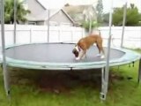 komik çılgın köpek www.youtubeline.com
