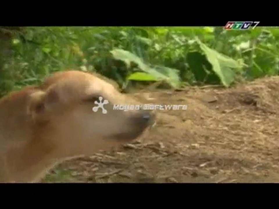 vo ngua troi nam 1b_chunk_1