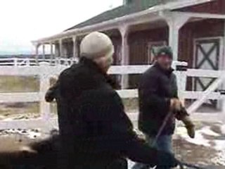 Hens - Miniature Horses - 2010