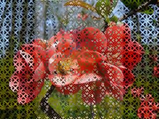 SERENADE FOR SPRING