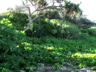 Peace song by Behleem - I Dream of a World with Peace