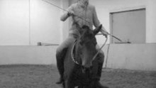 Lovely_horse