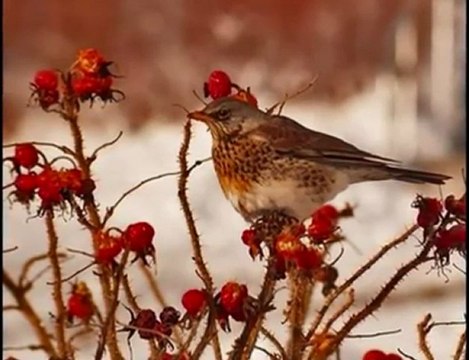 Orhan Ölmez :Açma Zülüflerin Yar Yar