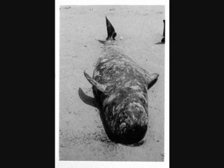 corps ( à vif) /corps (à sang)