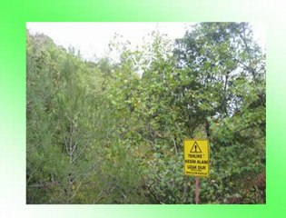 BERGAMA ALTIN MADENİ AĞAÇ KATLİAMI