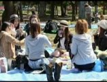 Tokyo Residents Enjoy Cherry Blossoms in Full Bloom