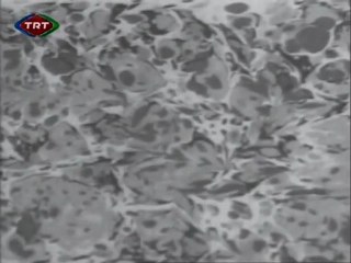 Niyazi Sayın Sanatçının Dünyası www.neyzenforum.net