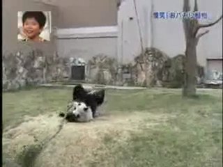 Panda vs branches