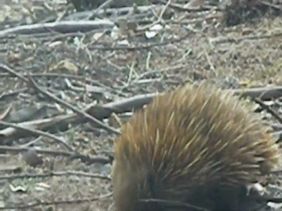 echidna