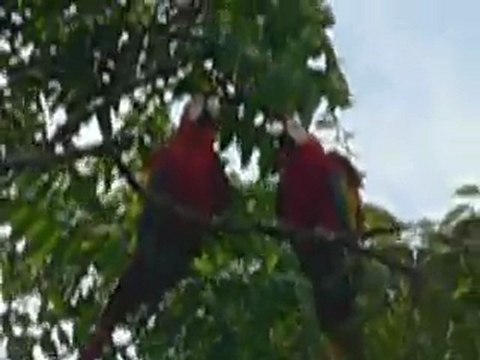 Ara rouges - Lapas rojas - Scarlet macaw - COSTA RICA