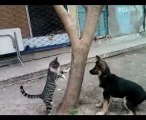 Kediden korkan köpek Kedi Şaha kalkıyor