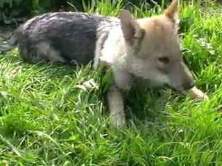 Ebene toujours dans l'herbe