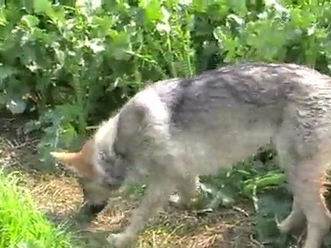 L'herbe encore et toujours