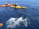 Kayaker Catches MONSTER Marlin