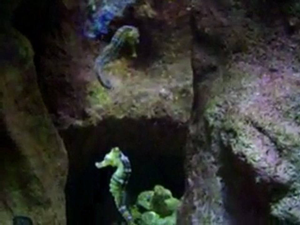 AQUARIUM D ' AMNEVILLE 16 AOUT 2009 M&F