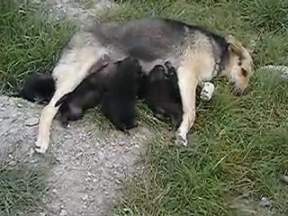 Yalcin karakaya nın beslediği köpek ve yavruları