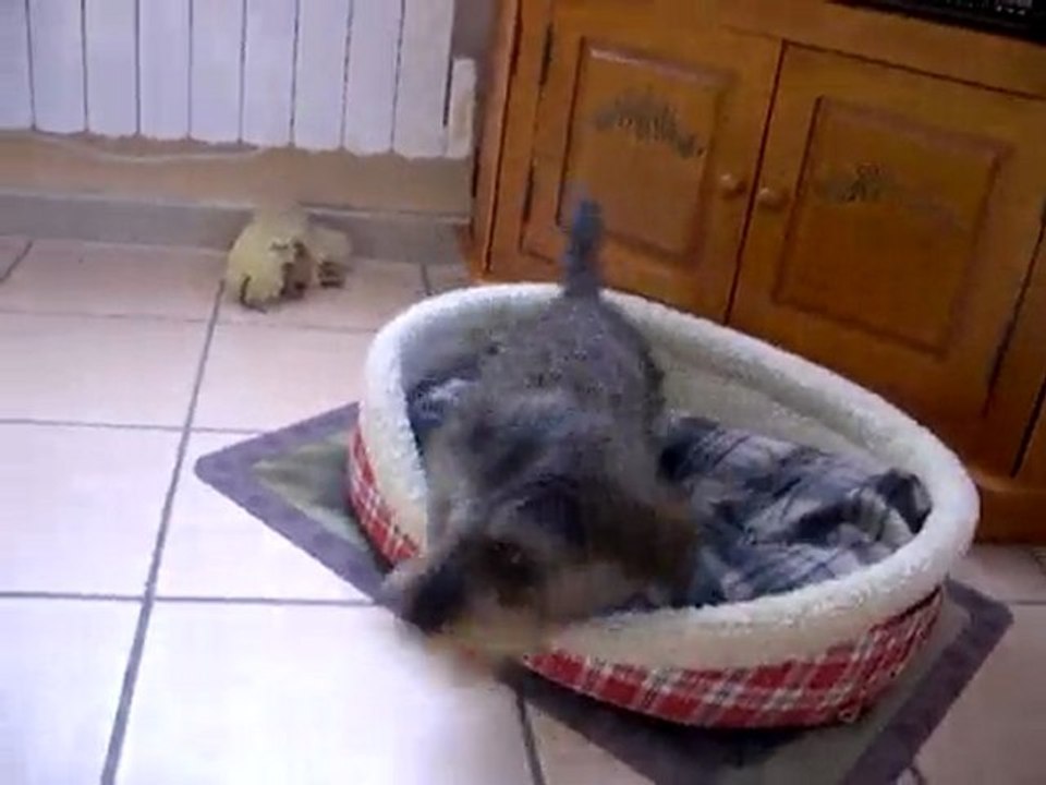canelle la teckel