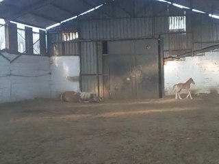 11 éme jour de vie de spirit