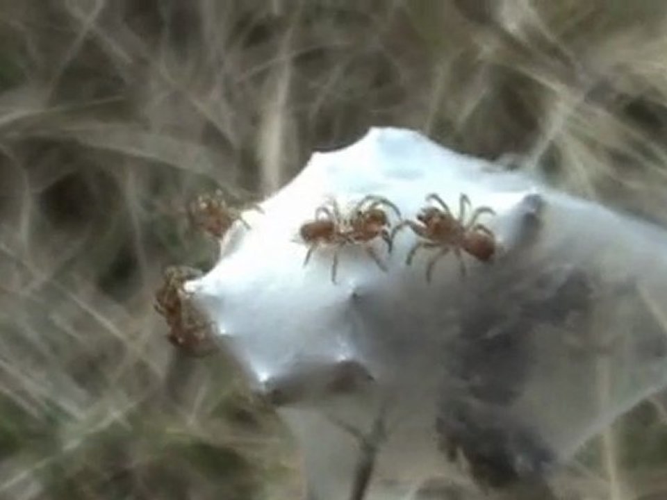 Epeires et fourmis