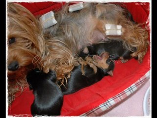 les bb de déesse et dubaï diaporama fait le 01.04.2010