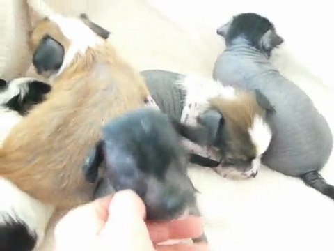 Chiots Chien Chinois à Crête