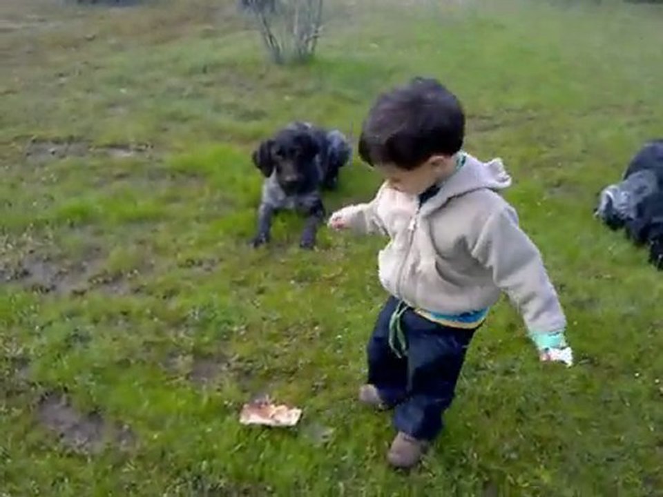 drahthaar bodo vom rosenvehn  tank von hasenpfad  itaat