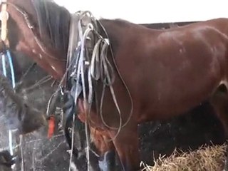 TOSCAN AVANT SES DEBUTS EN COMPETITION