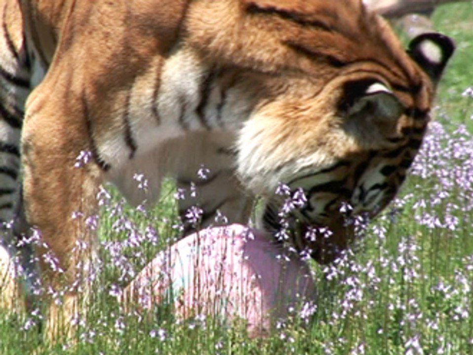 BIG CAT EASTER!