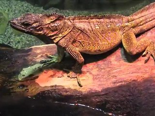 Extreme Sabrina A. Parisi