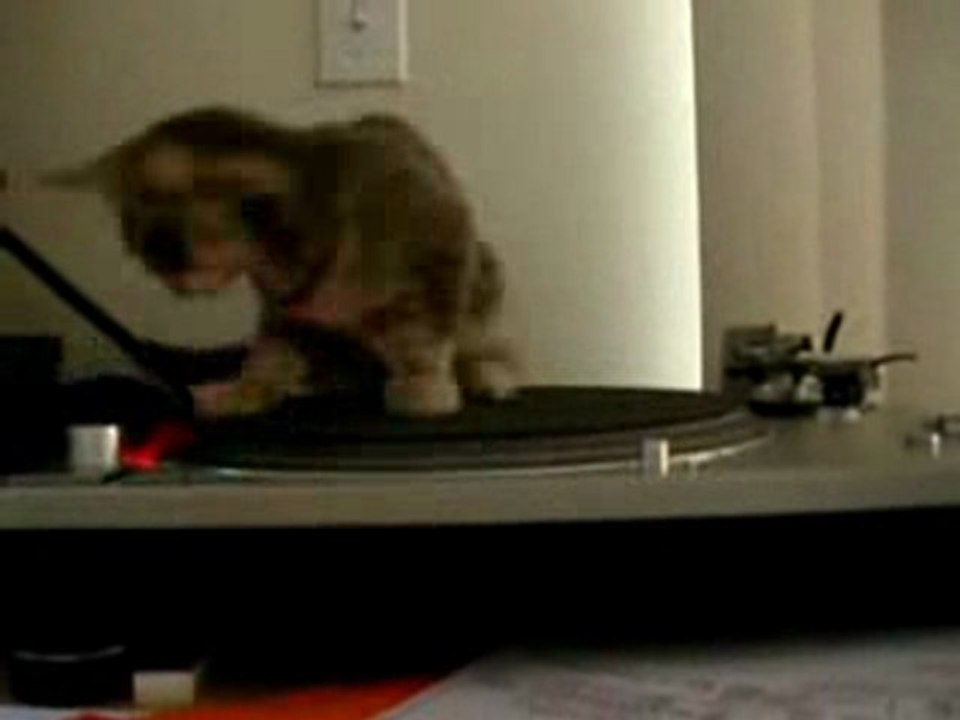 Funny Video - The Cat DJ