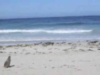 Sea Lions on Kangaroo Island