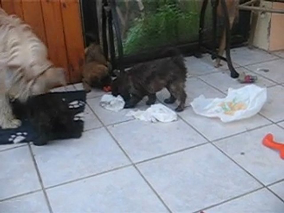 chiots de calypso et de ufo 01/04/2010