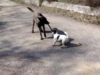Etna à  10 mois et Ficelle