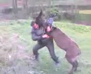 İzlesene.com - Video - eşşeğiyle güreş tutan eşşek