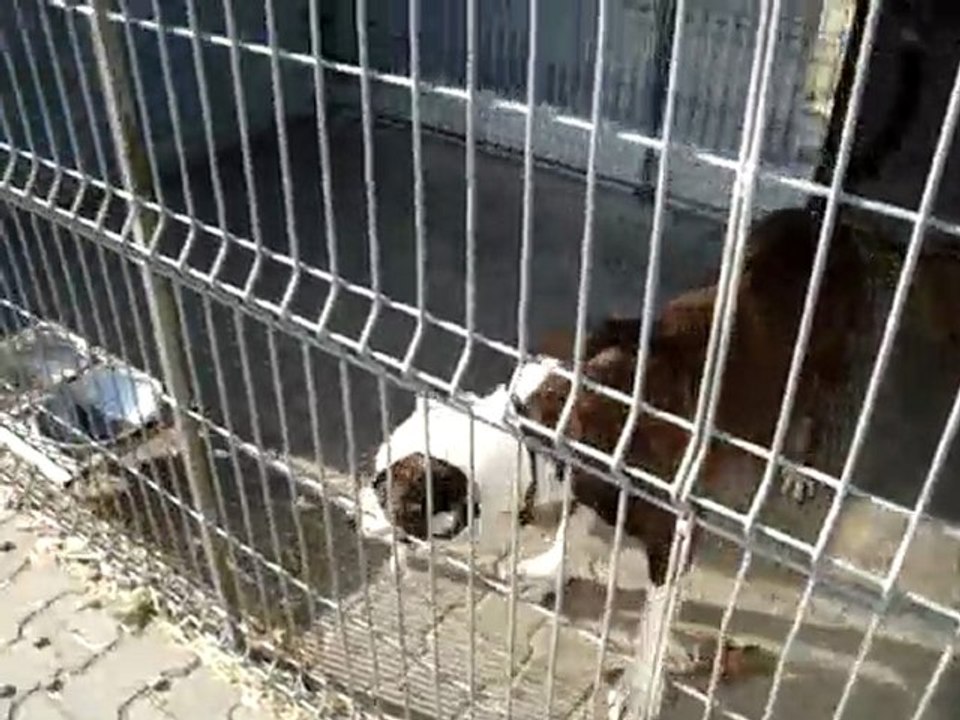 Adoptuj zwierzaka #2